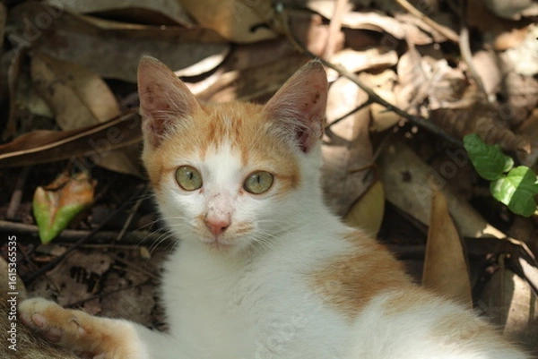 Fototapeta Beautiful local cat from Kalimantan