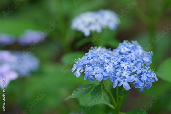 Fototapeta 紫陽花