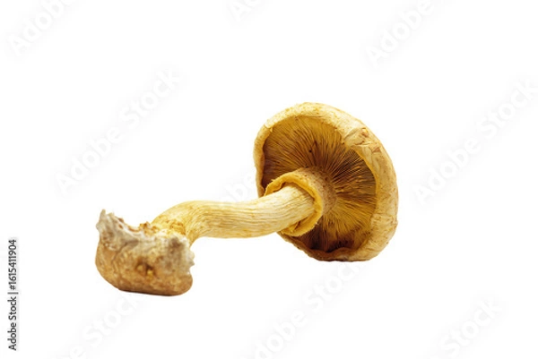 Fototapeta a mushroom is shown with a white background