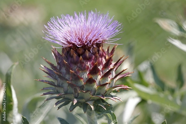 Obraz Artichoke in bloom