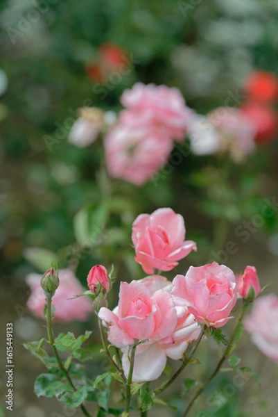Obraz Close-up of blooming pink roses in garden with bokeh effect