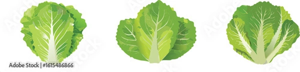 Obraz Romaine lettuce vector illustration set - green salad vector set