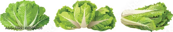 Obraz Green fresh lettuce bundle - vector illustration set