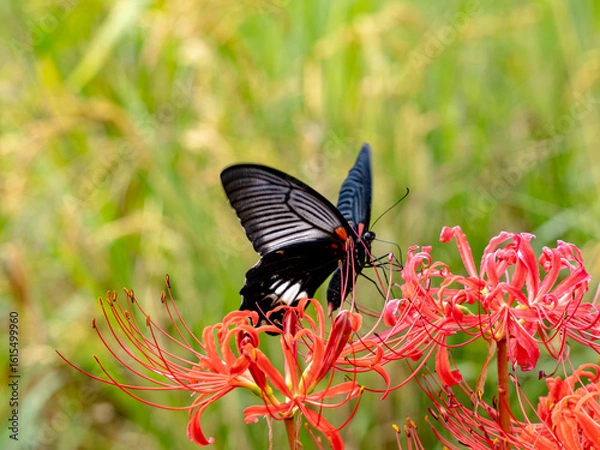 Obraz あぜ道に咲く彼岸花と黒アゲハ