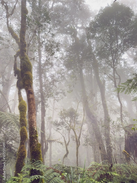 Fototapeta Mysterious fog covering trees and ferns in kilimanjaro forest, tanzania.
