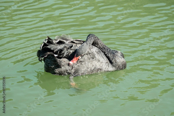 Obraz ducks patos cisne