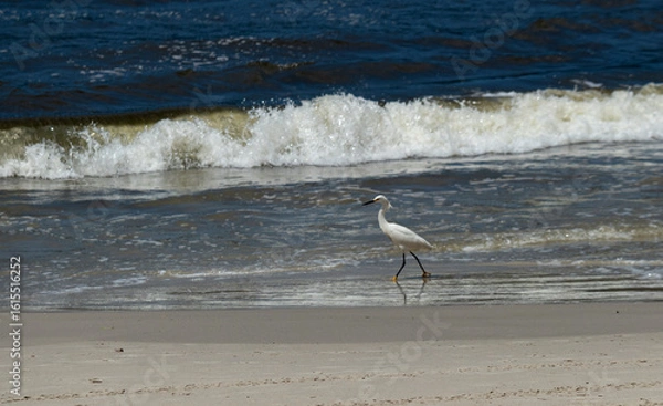 Obraz garça ave marinha
