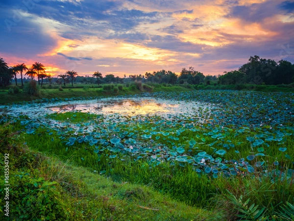 Fototapeta sunset over the lake with lotus on display