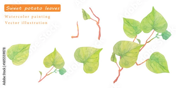 Fototapeta 水彩で描いたサツマイモの葉っぱのベクターイラスト素材セット