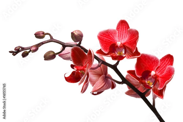 Fototapeta orchidea na białym tle