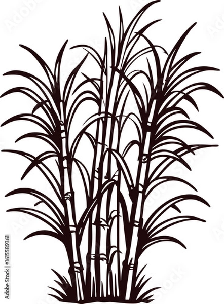 Fototapeta Silhouette illustration of sugarcane plants with detailed leaves and stems on white background