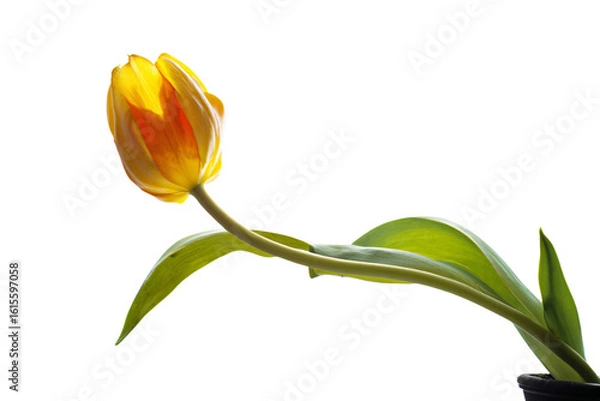 Fototapeta a single yellow tulip in a black vase