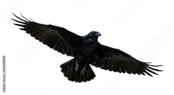 Fototapeta Flying Raven Isolated On Transparent Background Dark Bird Illustration