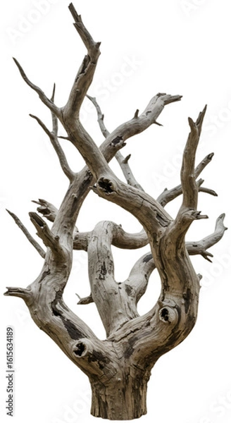 Obraz Isolated Dry Tree Illustration Against Transparent Background