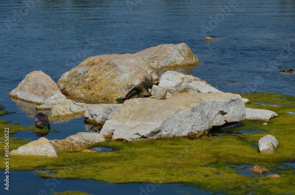 Obraz река и камни