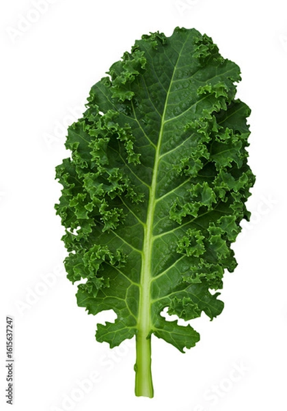 Obraz Isolated Green Kale Leaf On A Black Background Illustration For Healthy Eating