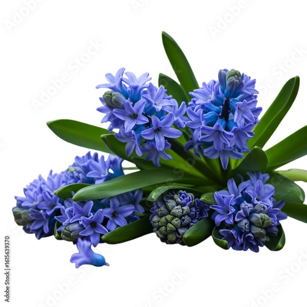 Obraz Isolated Hyacinth Bloom Illustration With Blue And Green Colors