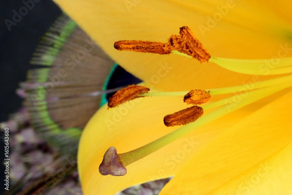 Obraz Oriental Lily Anthers 03