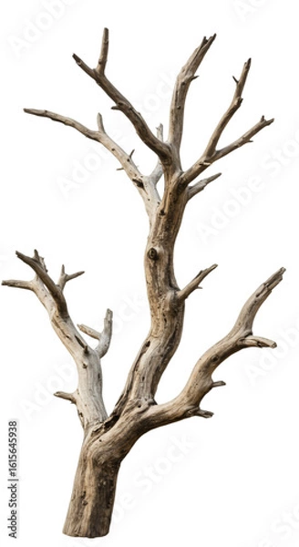 Fototapeta Isolated Dead Tree Illustration With Brown Trunk And Branches Against Black