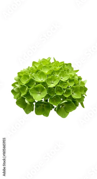 Fototapeta Isolated Green Hydrangea Flower Illustration On Transparent Background