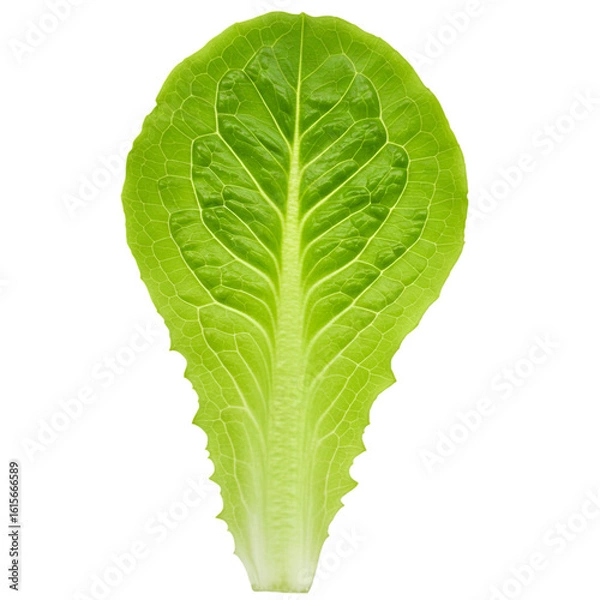 Fototapeta Isolated Green Leaf Photo: Close Up of Fresh Vegetable Detail Texture