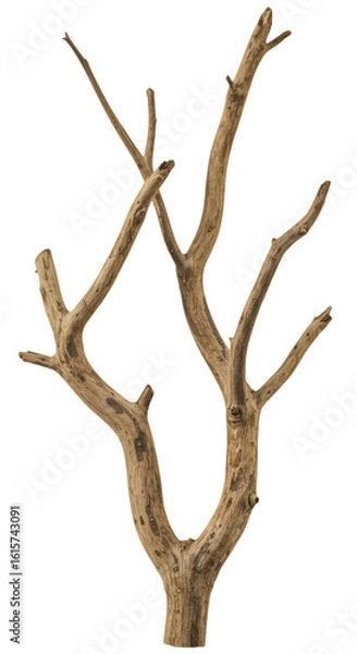 Fototapeta Realistic Isolated Tree Branch With Dry Texture on Transparent Background