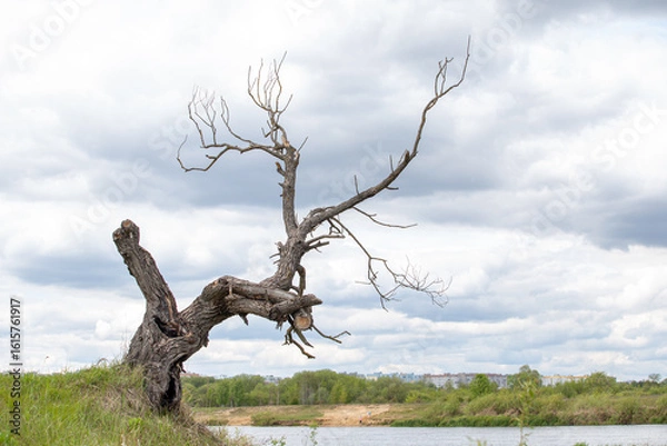Fototapeta A dry tree on a high riverbank, beautiful clouds