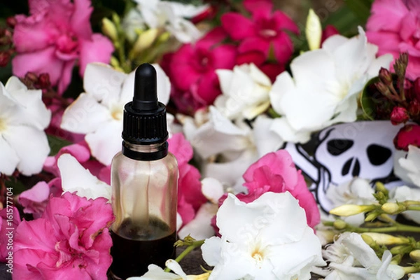 Obraz Oleander, Gift- und Heilpflanze