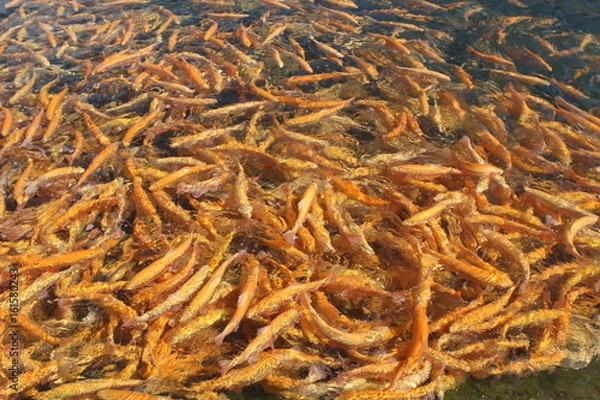 Fototapeta A lot of orange floating fish, trout farming