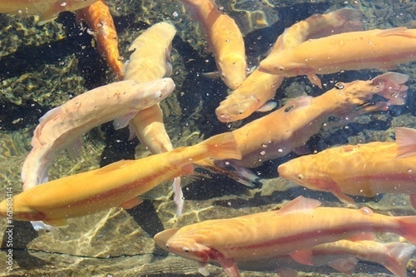 Fototapeta A lot of calm yellow floating fish, trout farming