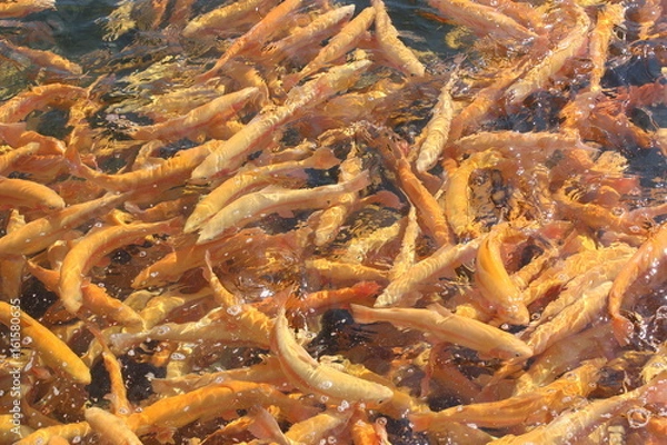 Fototapeta A lot of orange floating fish, trout farming