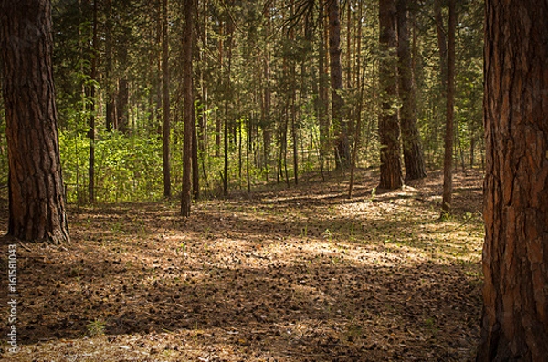Fototapeta Sunny clearing in the forest on a summer day with shadows from the pine trees