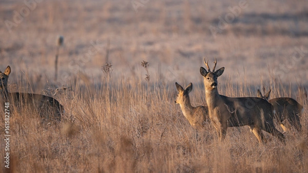 Fototapeta A herd of Roe deer (Capreolus capreolus) grazing in a meadow on a morning autumn day