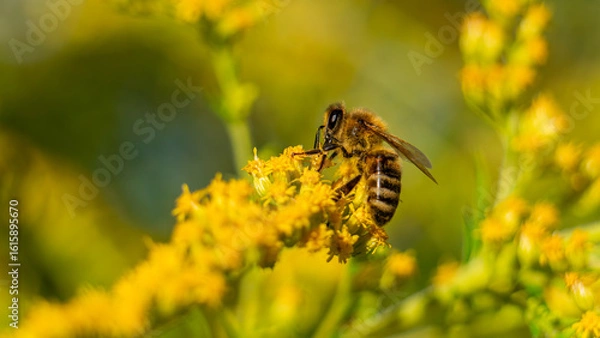 Fototapeta The honey bee (Apis mellifera) collects nectar from plants