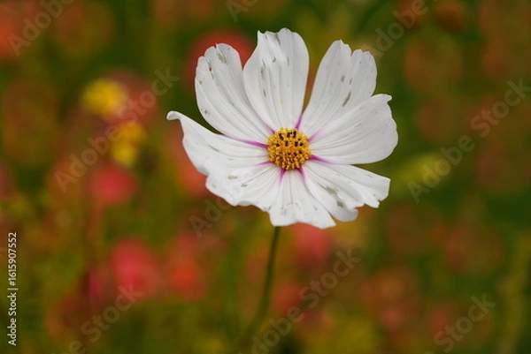 Fototapeta summer garden