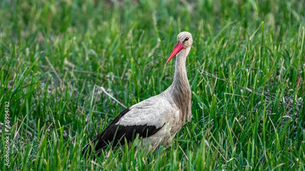 Fototapeta White stork (Ciconia ciconia) standing in the grass, looking for food near of pond