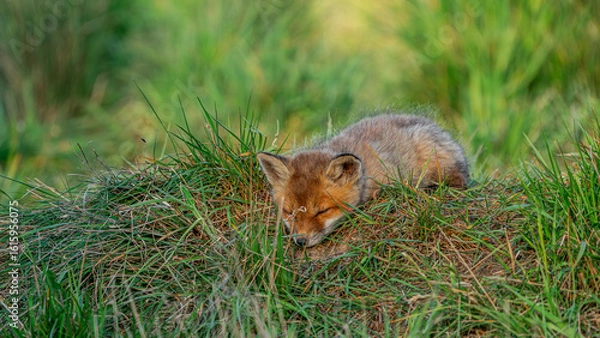 Fototapeta Young Red Fox (Vulpes vulpes) sleeping on the grass near den