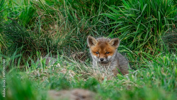 Fototapeta Red Fox pup (Vulpes vulpes)