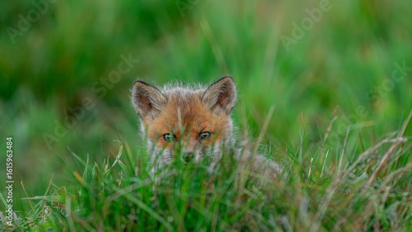 Fototapeta Red Fox pup (Vulpes vulpes) looks out from behind the grass