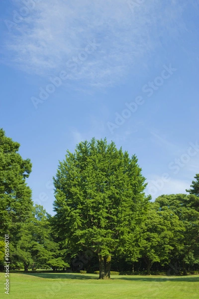 Fototapeta 公園　新緑