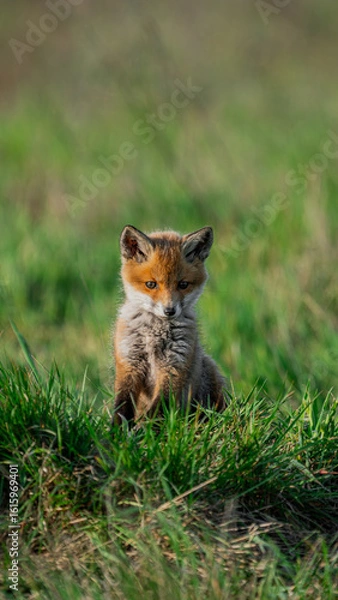Fototapeta Red fox (Vulpes vulpes) watchful cub standing in a meadow