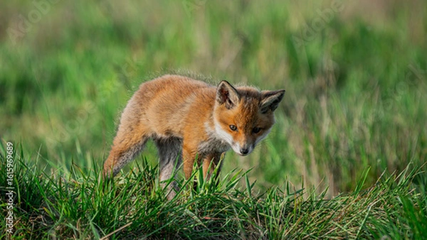 Fototapeta Cub Red Fox (Vulpes vulpes) looking for a food