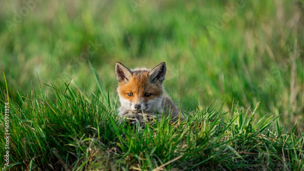 Fototapeta Cute Red Fox (Vulpes vulpes) lies on the grass near den