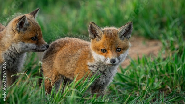 Fototapeta Baby Red Foxes (Vulpes vulpes) playing near den
