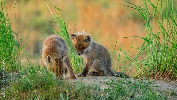 Fototapeta Baby Red Foxes (Vulpes vulpes) playing near den