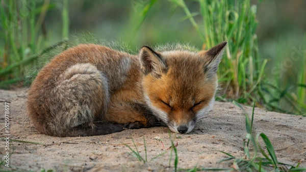 Fototapeta Baby Red Fox (Vulpes vulpes) sleeping