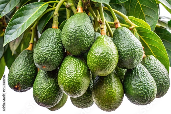 Fototapeta A lush bunch of ripe avocados hanging from a tree branch laden with green leaves