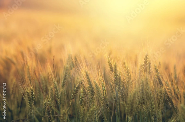 Fototapeta Wheat field