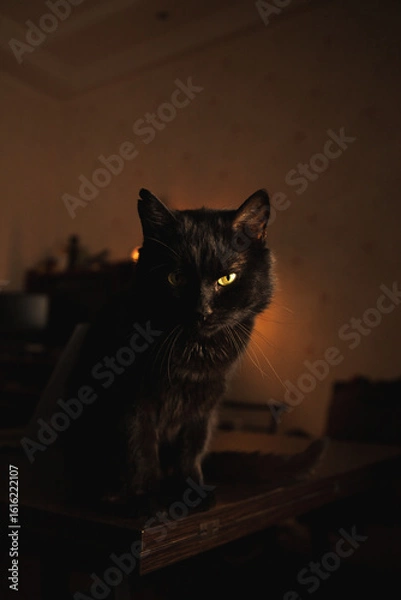 Obraz Mysterious black cat sitting on a wooden table in warm ambient light, gazing thoughtfully into the distance. Cozy indoor aesthetic.
