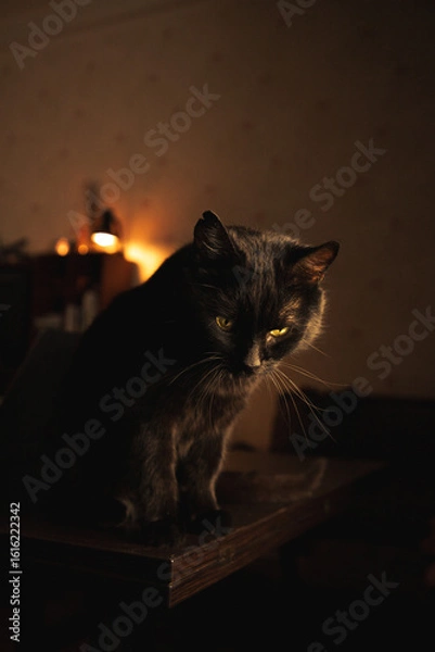 Obraz Mysterious black cat sitting on a wooden table in warm ambient light, gazing thoughtfully into the distance. Cozy indoor aesthetic.